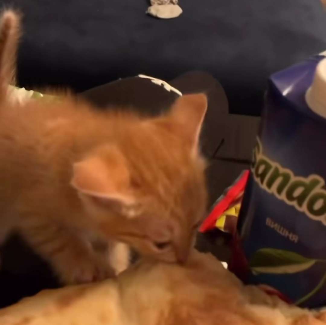 Goofy Cat